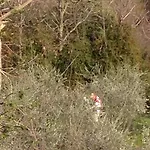 Azienda Agraria La Casella Farma Montalcino