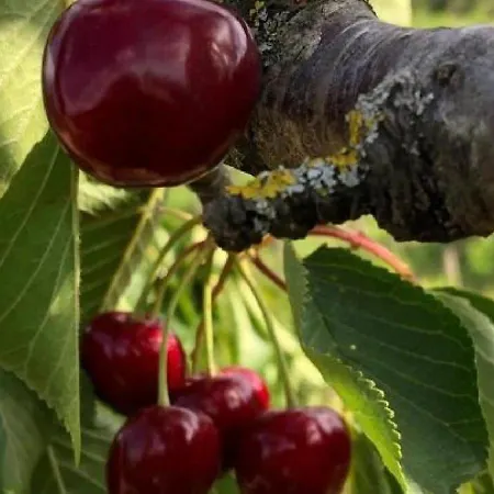 Azienda Agraria La Casella 农家乐 蒙塔尔奇诺